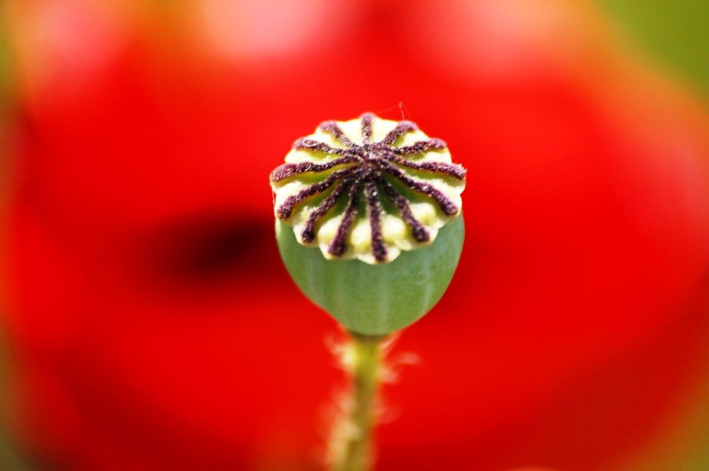 Mohnblume